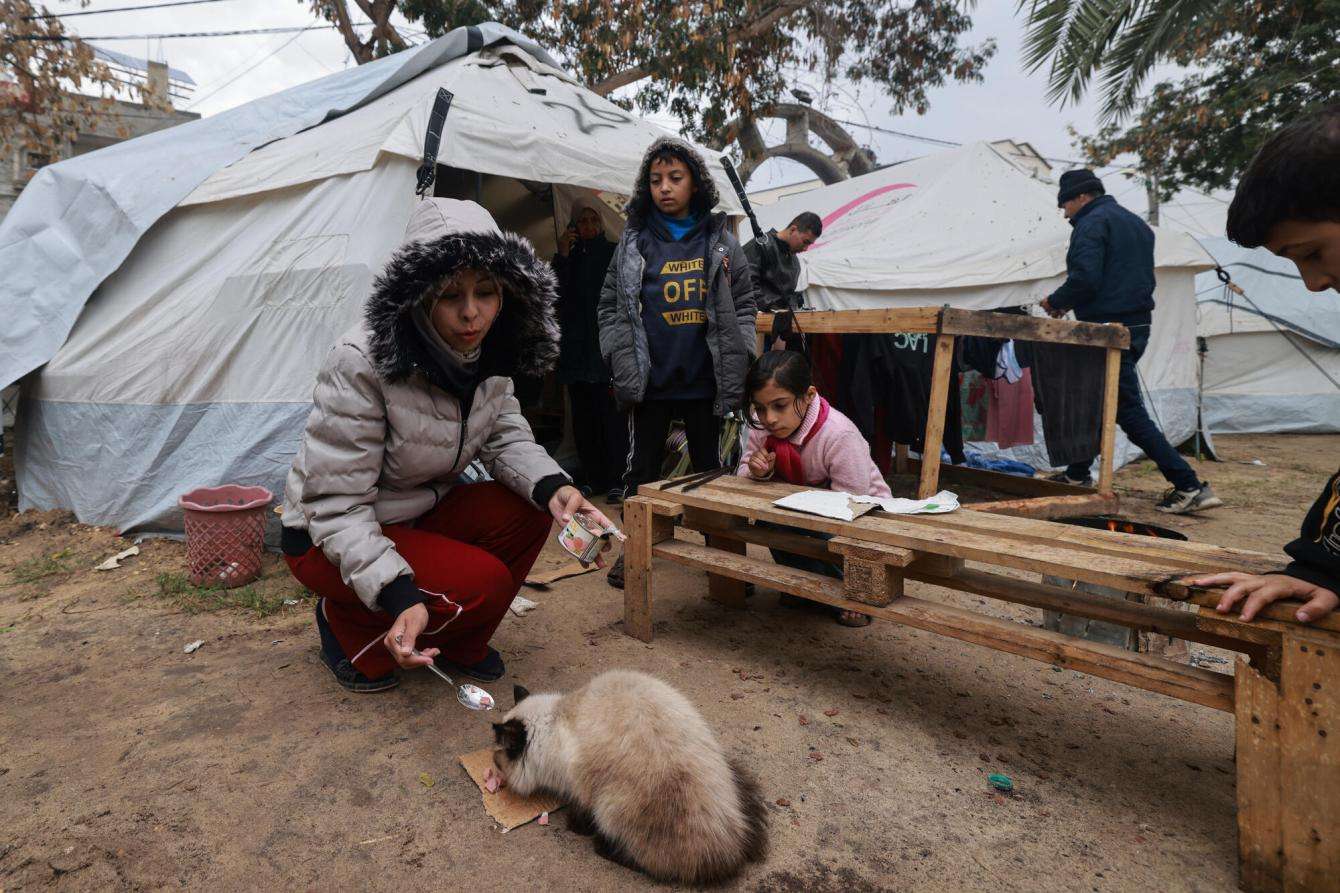Woman feeds a cat in an IDP camp in Rafah. 