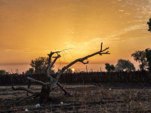 A dry tree on a dry ground during sunrise in South Sudan